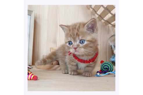 成約済の長野県のマンチカン-23783の3枚目