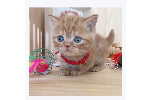 成約済の長野県のマンチカン-23783の1枚目