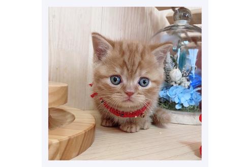 成約済の長野県のマンチカン-23783の4枚目