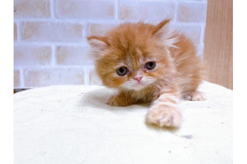 成約済の東京都のエキゾチックショートヘア-24113の8枚目