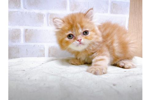 成約済の東京都のエキゾチックショートヘア-24113