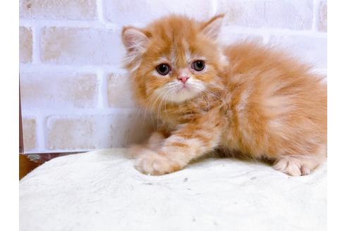 成約済の東京都のエキゾチックショートヘア-24113の9枚目