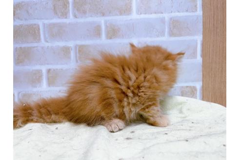 成約済の東京都のエキゾチックショートヘア-24113の10枚目