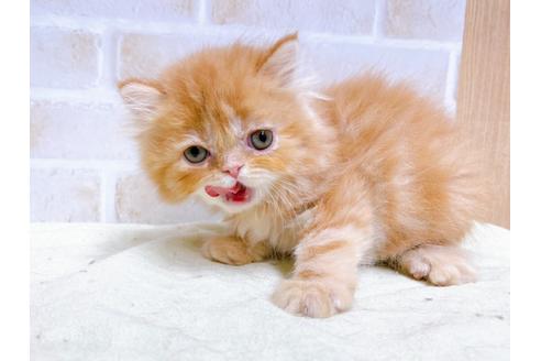 成約済の東京都のエキゾチックショートヘア-24113の2枚目