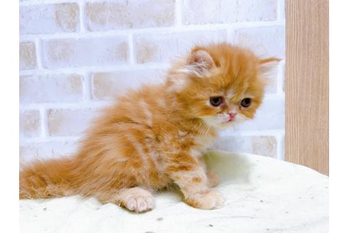 成約済の東京都のエキゾチックショートヘア-24113の3枚目