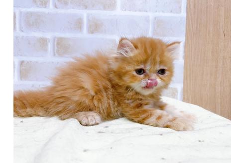 成約済の東京都のエキゾチックショートヘア-24113の4枚目