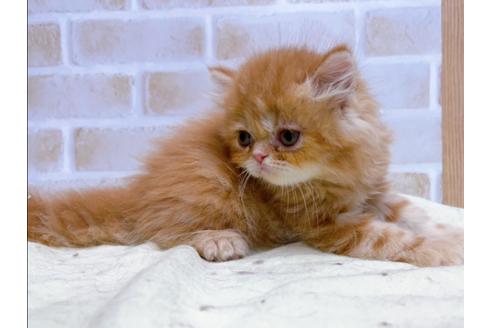 成約済の東京都のエキゾチックショートヘア-24113の7枚目