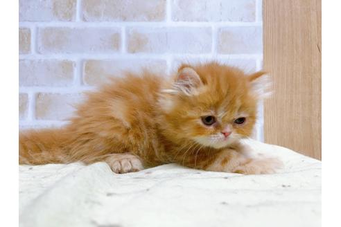 成約済の東京都のエキゾチックショートヘア-24113の5枚目