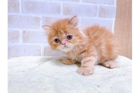 成約済の東京都のエキゾチックショートヘア-24113の6枚目