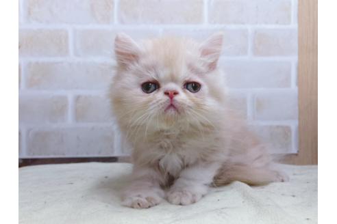 成約済の東京都のエキゾチックショートヘア-24112の2枚目