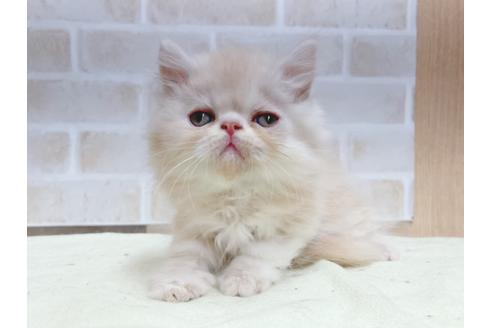 成約済の東京都のエキゾチックショートヘア-24112の3枚目