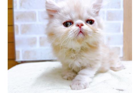 成約済の東京都のエキゾチックショートヘア-24112の4枚目