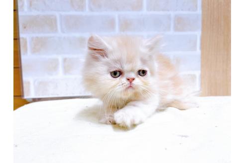 成約済の東京都のエキゾチックショートヘア-24112の5枚目