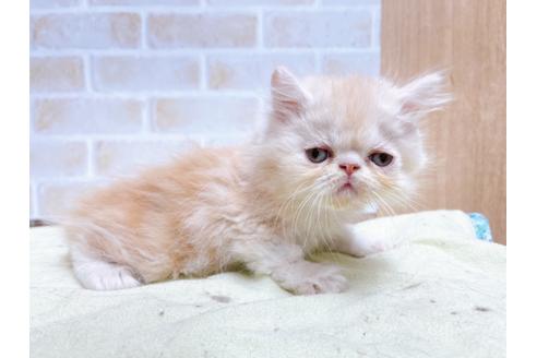 成約済の東京都のエキゾチックショートヘア-24112の6枚目