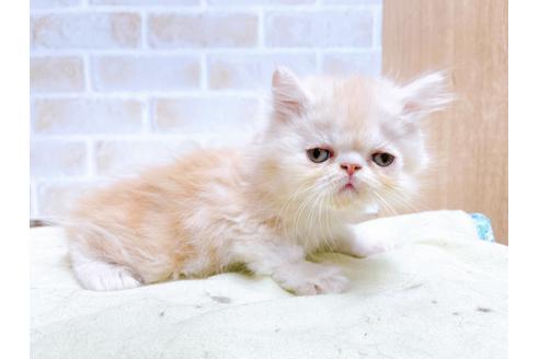 成約済の東京都のエキゾチックショートヘア-24112の7枚目