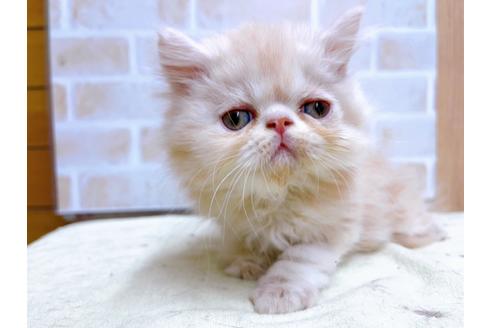 成約済の東京都のエキゾチックショートヘア-24112