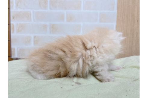 成約済の東京都のエキゾチックショートヘア-24112の8枚目