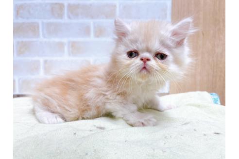 成約済の東京都のエキゾチックショートヘア-24112の9枚目