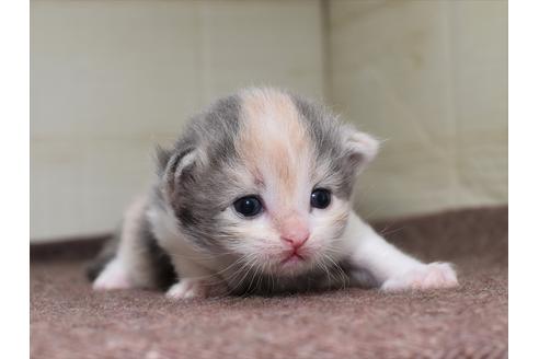 サイベリアンの子猫を探す（82ページ目）｜子猫ブリーダーナビ