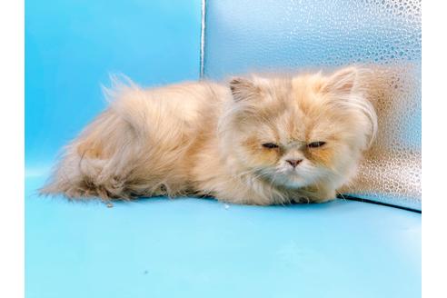 成約済の東京都のエキゾチックロングヘア-20342の7枚目