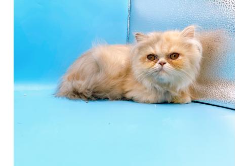 成約済の東京都のエキゾチックロングヘア-20342の5枚目