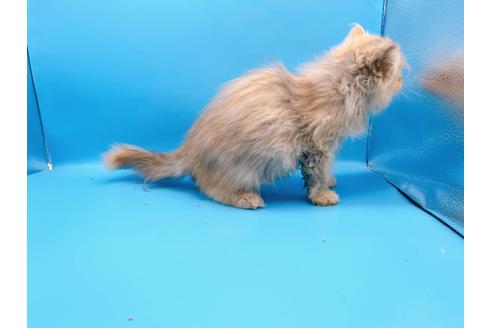 成約済の東京都のエキゾチックロングヘア-20342の4枚目