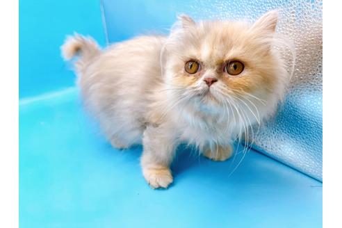 成約済の東京都のエキゾチックロングヘア-20342