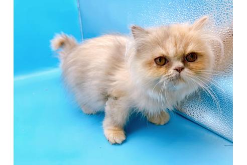 成約済の東京都のエキゾチックロングヘア-20342の3枚目