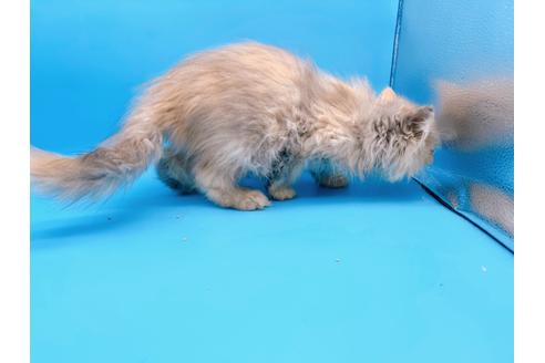 成約済の東京都のエキゾチックロングヘア-20342の2枚目