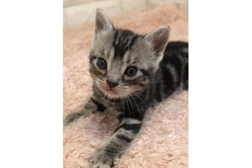 埼玉県のアメリカンショートヘア 男の子 22 03 06生まれ とっても可愛いです 子猫id 子猫ブリーダーナビ
