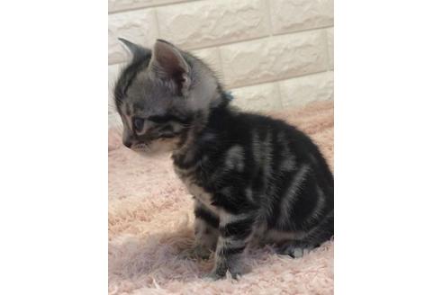 埼玉県のアメリカンショートヘア 男の子 22 03 06生まれ とっても可愛いです 子猫id 子猫ブリーダーナビ