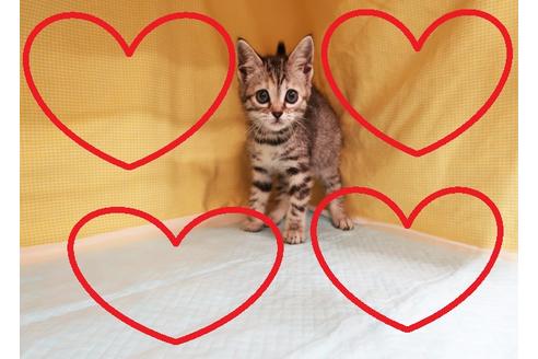 成約済の東京都のスコティッシュフォールド-24042