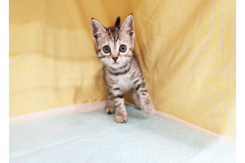 成約済の東京都のスコティッシュフォールド-24042の2枚目