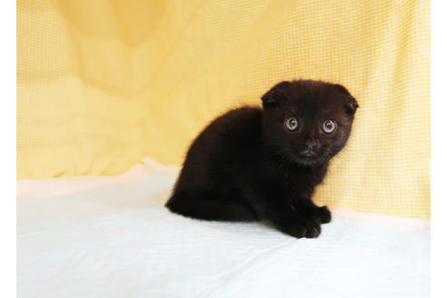 成約済の東京都のスコティッシュフォールド-24043の2枚目