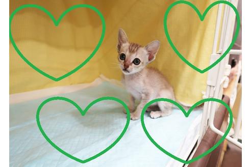 成約済の東京都のシンガプーラ-24044