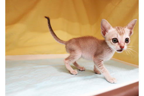 成約済の東京都のシンガプーラ-24044の2枚目