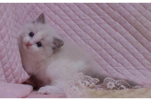 成約済の静岡県のラグドール-24074の4枚目