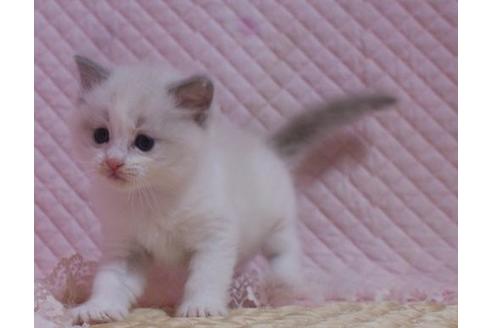 成約済の静岡県のラグドール-24074の5枚目
