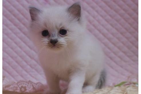 成約済の静岡県のラグドール-24076の1枚目