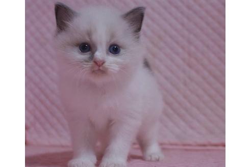 成約済の静岡県のラグドール-24084の3枚目
