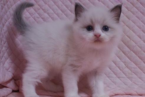 成約済の静岡県のラグドール-24085の1枚目