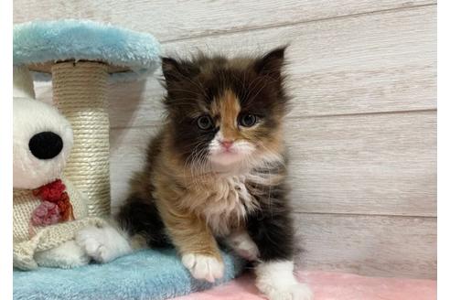 成約済の山梨県のスコティッシュフォールド-24090の1枚目