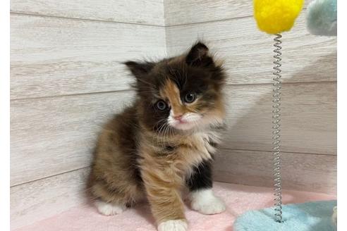 成約済の山梨県のスコティッシュフォールド-24090の2枚目