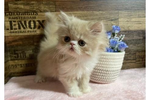 成約済の山梨県のエキゾチックショートヘア-24091の5枚目