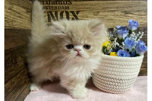成約済の山梨県のエキゾチックショートヘア-24091の4枚目