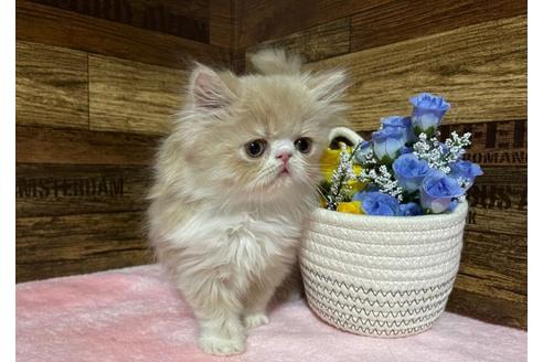 成約済の山梨県のエキゾチックショートヘア-24091の3枚目