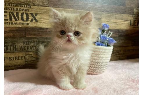 成約済の山梨県のエキゾチックショートヘア-24091の2枚目