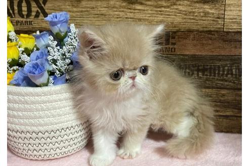 成約済の山梨県のエキゾチックショートヘア-24092の3枚目