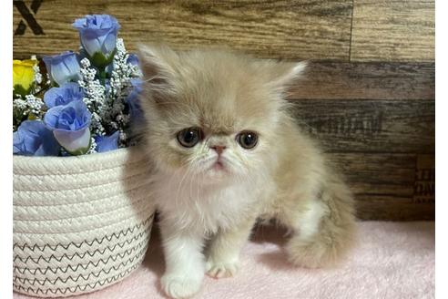 成約済の山梨県のエキゾチックショートヘア-24092