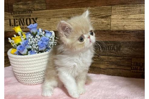 成約済の山梨県のエキゾチックショートヘア-24092の4枚目